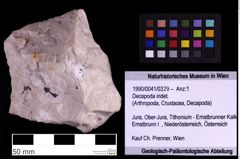 Foto (Objekt + Etiketten) von Decapoda indet. (NHMW-GEO-1990-0041-0329)